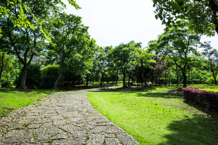 pohon untuk taman