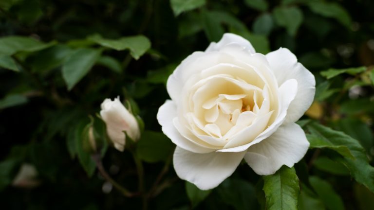 Bunga gardenia