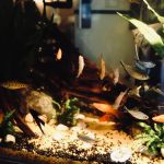 Membuat aquascape
