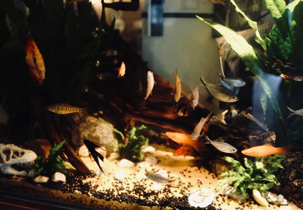 Membuat aquascape