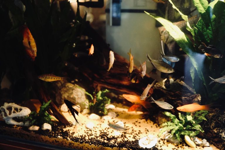 Membuat aquascape