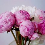 bunga peony