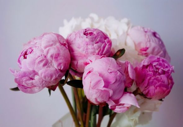 bunga peony