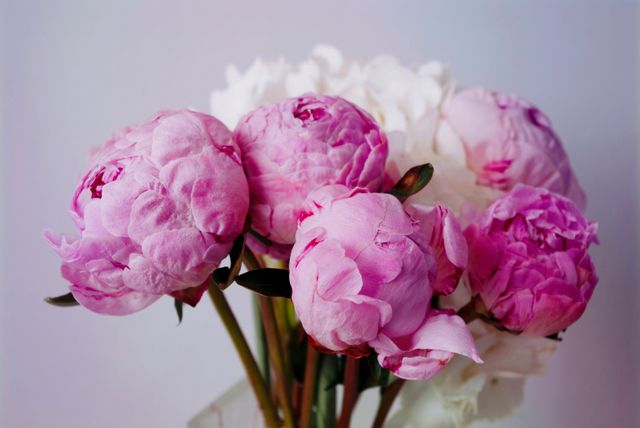bunga peony