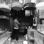 bisnis burung hias