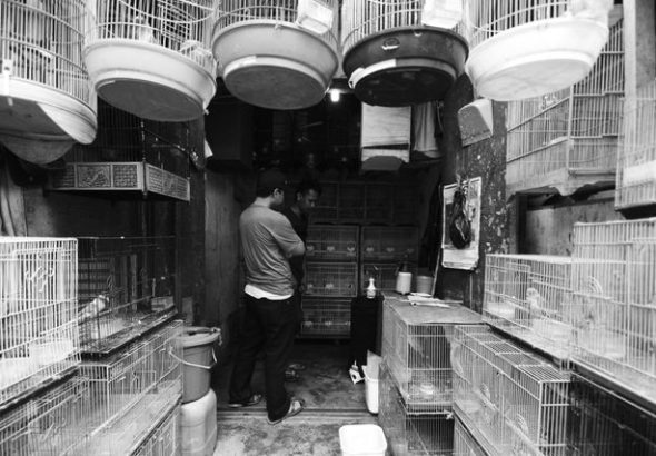 bisnis burung hias