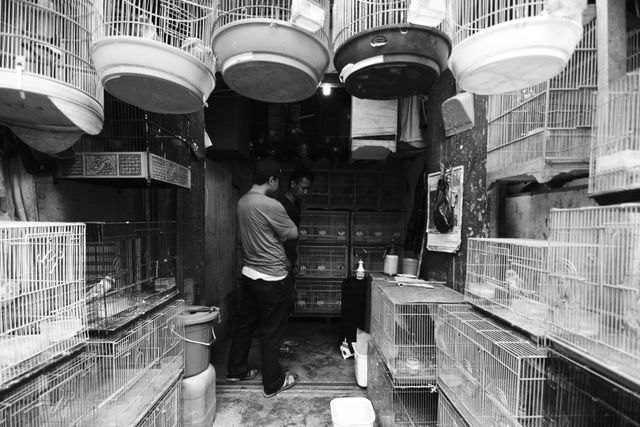 bisnis burung hias