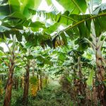 pohon pisang