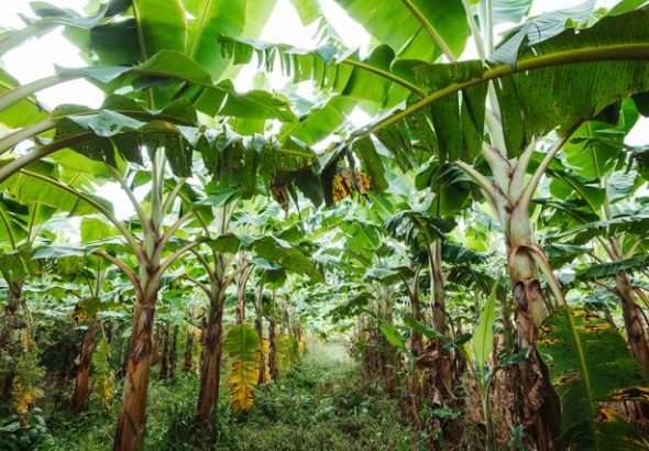 pohon pisang
